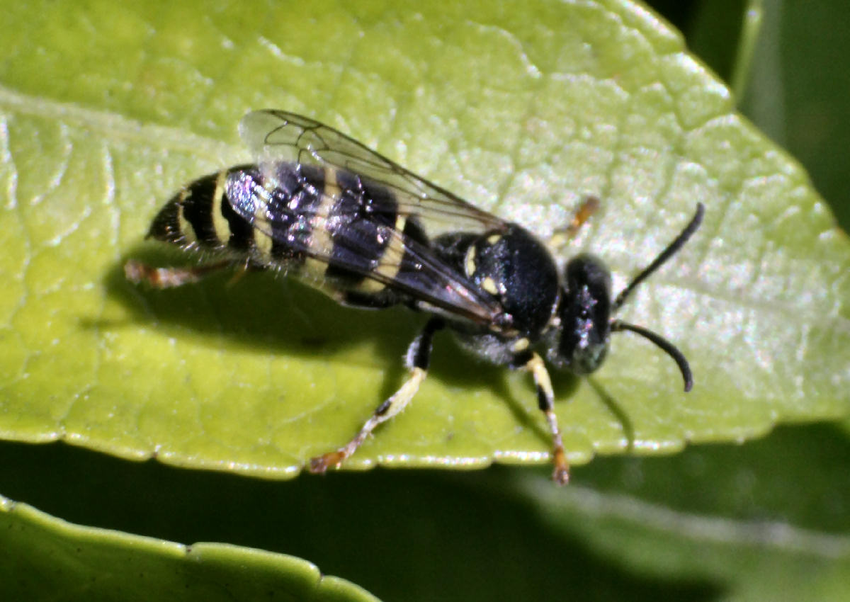 Ceriana vespiformis ??? - no imenottero